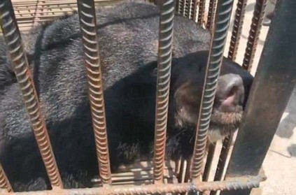 After raising for two years, woman’s “puppy” turns out to be an ‘Asiatic Black Bear’