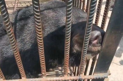 After raising for two years, woman’s “puppy” turns out to be an ‘Asiatic Black Bear’ After raising for two years, woman’s “puppy” turns out to be an ‘Asiatic Black Bear’
