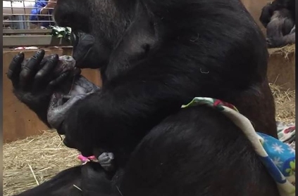 Watch: Mother gorilla first kisses newborn baby