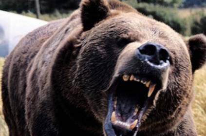 Couple dies, 6 hurt in wild bear attack in Srikakulam