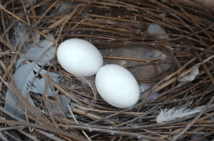 man commits suicide after eating 8 pigeon eggs