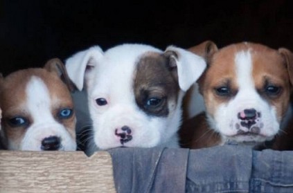 Mumbai - Man throws three puppies over 12-feet wall