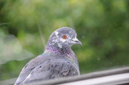 Mumbai - Woman punishes pigeon by tying it after it enters house Mumbai - Woman punishes pigeon by tying it after it enters house