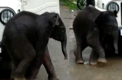 Baby elephant wanders into city; to be reunited with mother