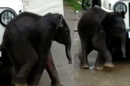 Munnar: Baby elephant wanders into city