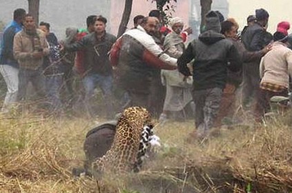 Bizarre incident happened that leopard attacks public,6 injured