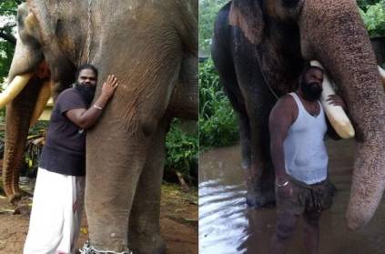 Man sings elephant to sleep with lullaby in Kerala video goes viral