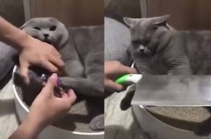 Owner threatens his cat with knife