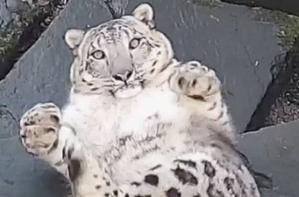 Paradise Wildlife Park\'s snow leopard surprised at new camera