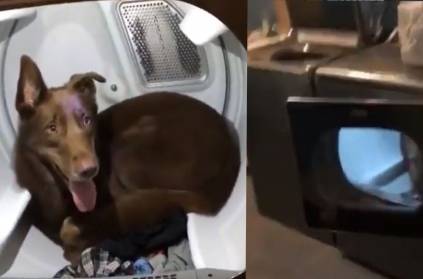 perfect place for this dog to hide during a thunder storm viral video