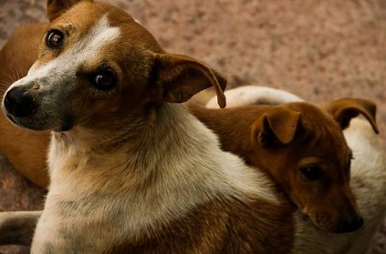 Chennai Corporation to develop app to maintain dogs population