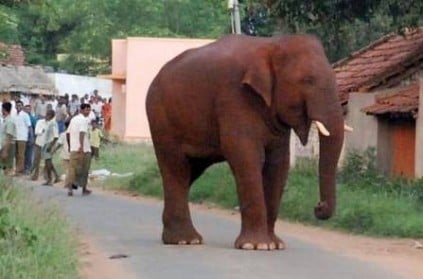 Forest dpt assures Chinnathambi will not be turned into kumki