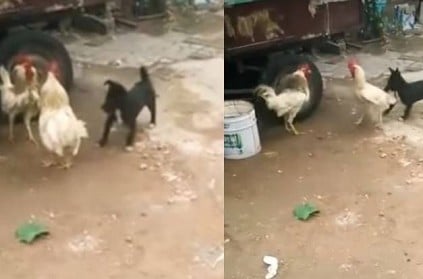 Watch adorable puppy trying to stop two cocks fighting