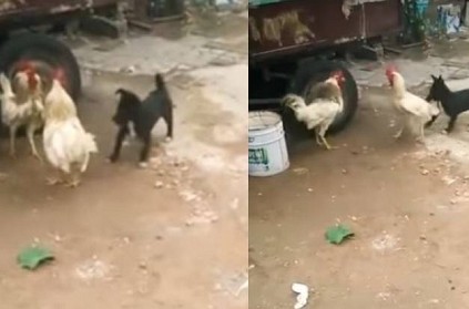 Watch - Adorable puppy tries to stop two cocks fighting