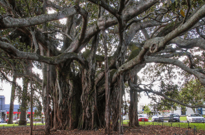 Body Of Man Murdered 40 Years Ago Found After Tree Grows Out Of His Stomach