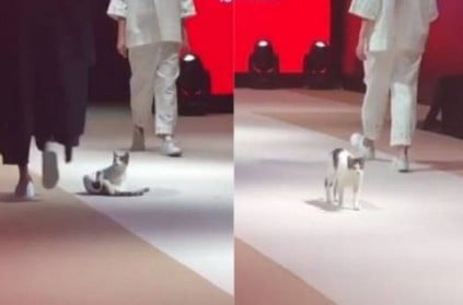 Cat hijacks fashion show in Istanbul and walks ramp, watch video