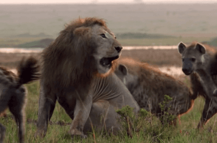 Incredible footage of lion attacked by pack of 20 hyenas
