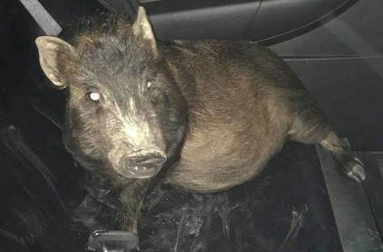 Pig arrested for stalking man