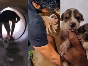 Popular actor rescues two street dogs ft. Aadhi Pinisetty